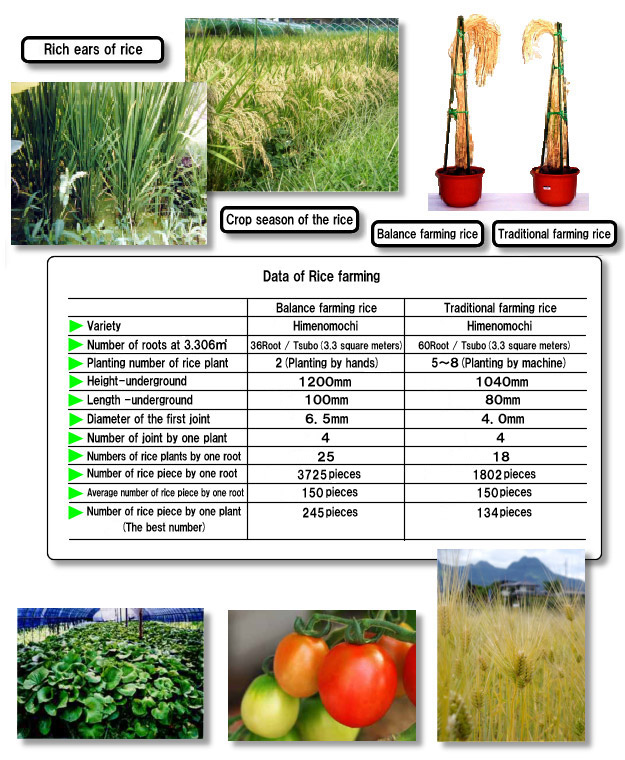 Data of rice farming by the balance improvement